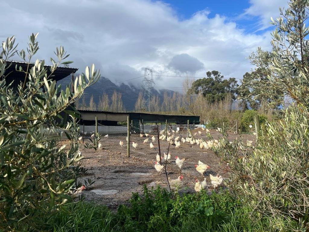 Eikelaan Farm Cottages Tulbagh Exterior photo